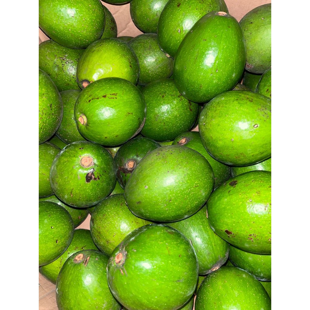 

BUAH Alpukat Miki isi [1KG 3-4 buah] premium 100% garansi