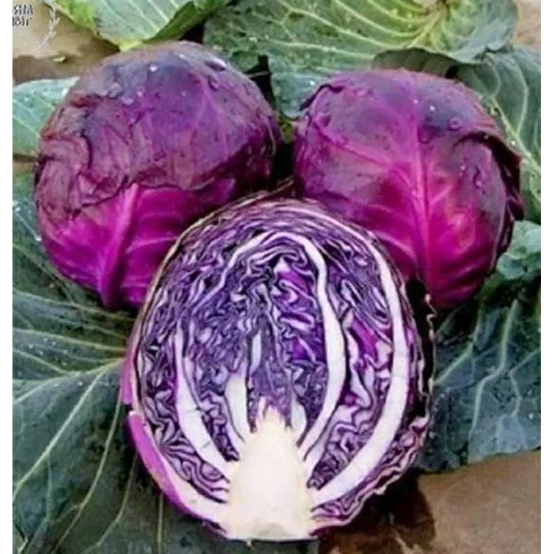 

kubis unggu per kilo/1000G