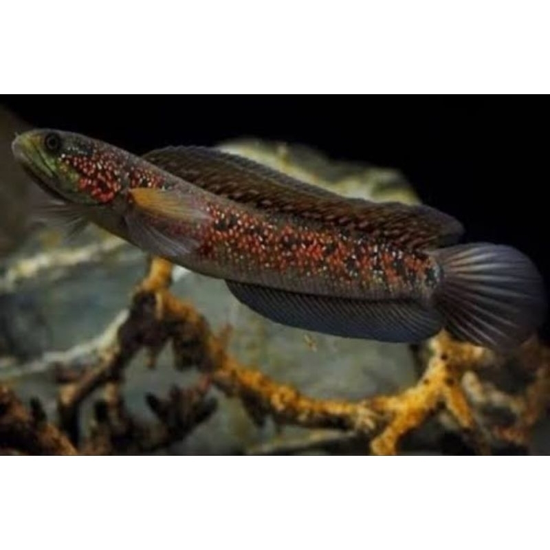 Asiatica RSP kalimaya 7-8cm