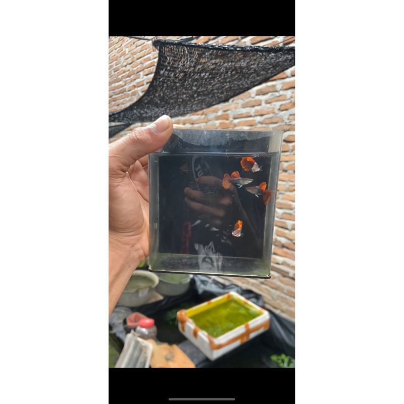 hiasan aquariume hb red rosetail