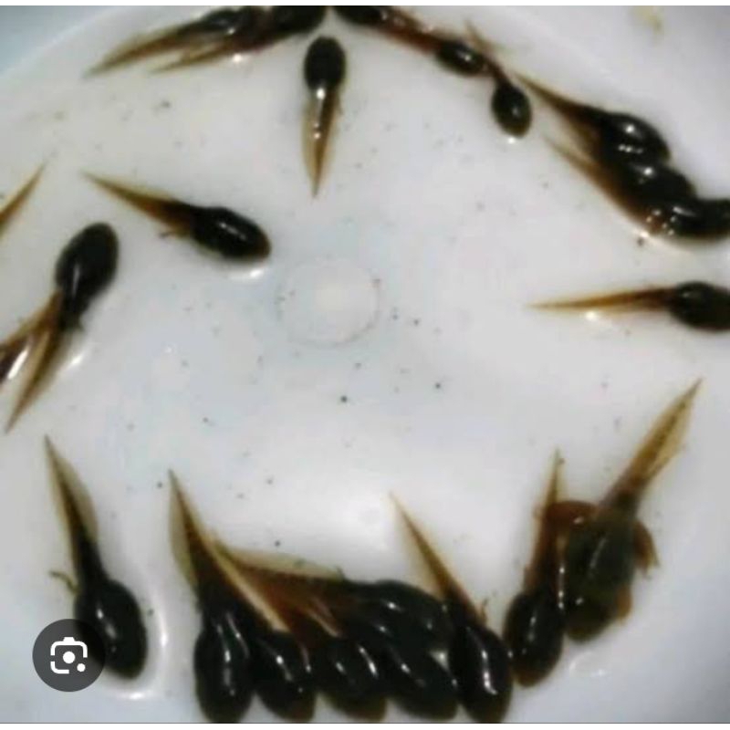 hiasan aquarium kecebong pakan ikan predator 50pcs aquascape