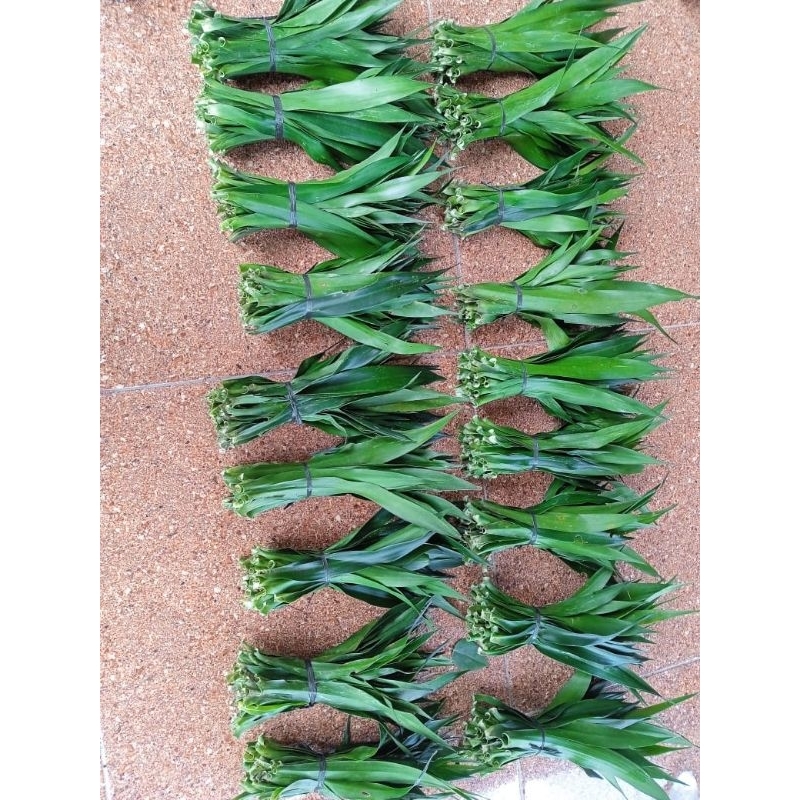 

Daun Suji.pewarna alami. per ikat 2.000