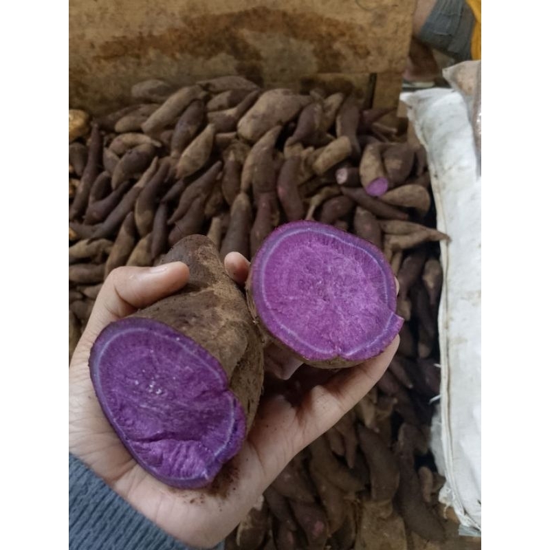 

Putri_Garden & Sayur_Segar UBI UNGU