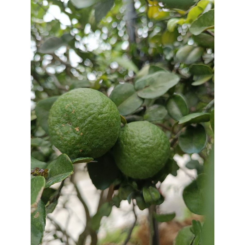 

jeruk purut/ jeruk wangi/ jeruk bumbu fres petik kebun