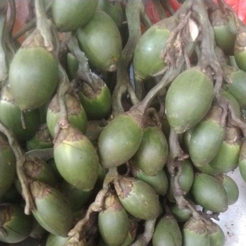 

buah pinang muda, buah jambe muda segar 1kg
