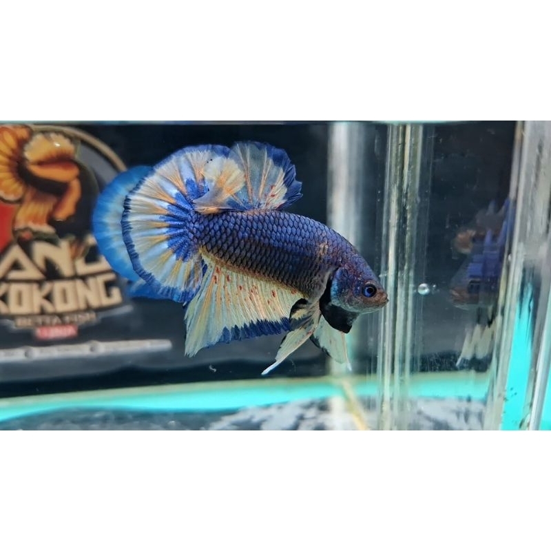 Sticker Betta MGV 1 pair