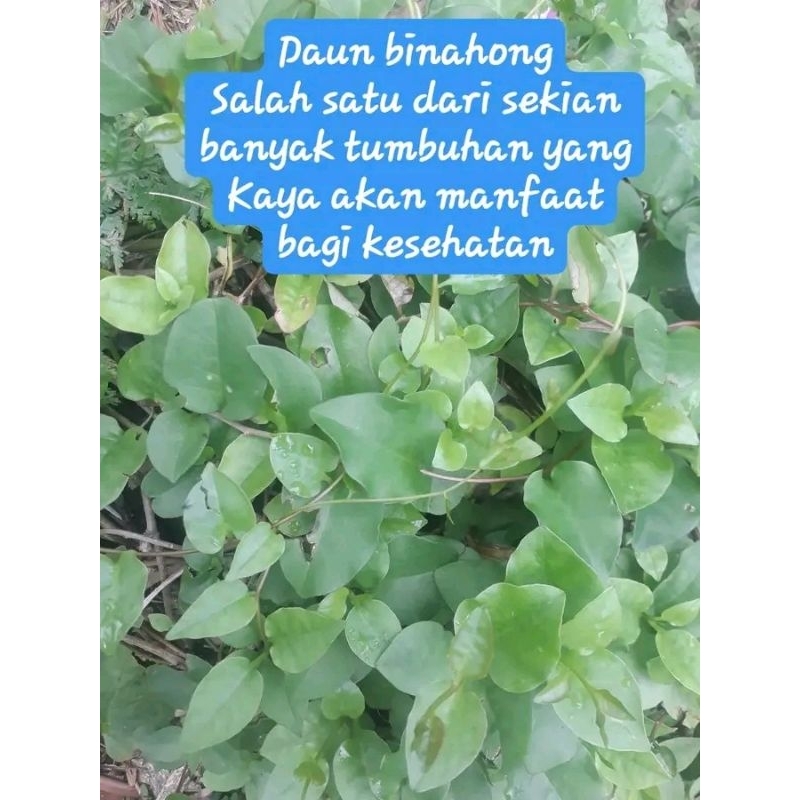 

DAUN BINAHONG HIJAU 250GR