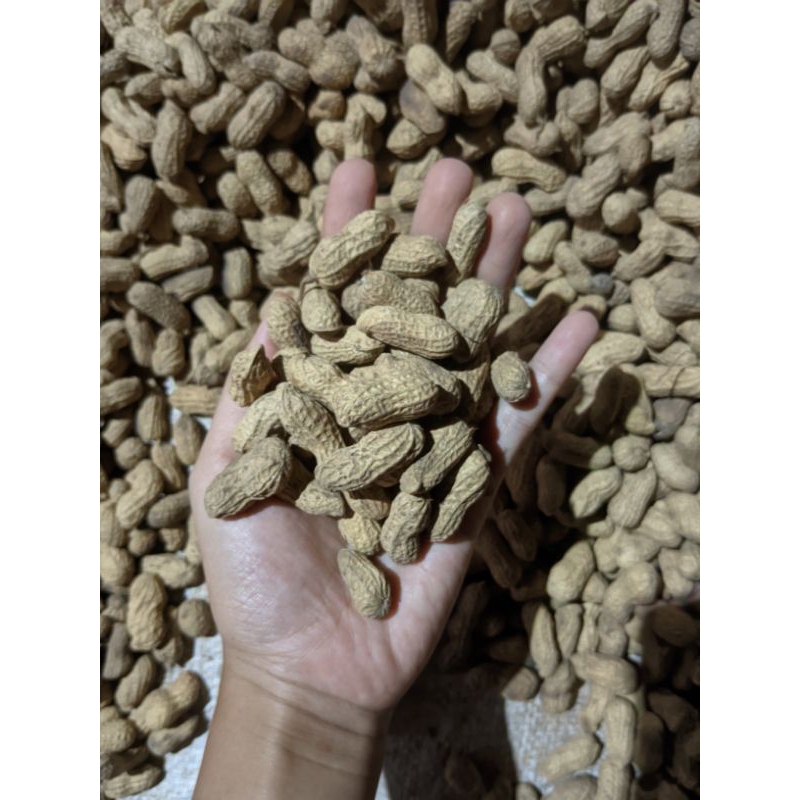 

kacang kulit