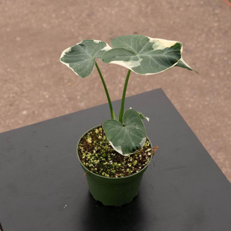 Tanaman Hias Xanthosoma Variegata Mickey Mouse | Bunga ekor tikus