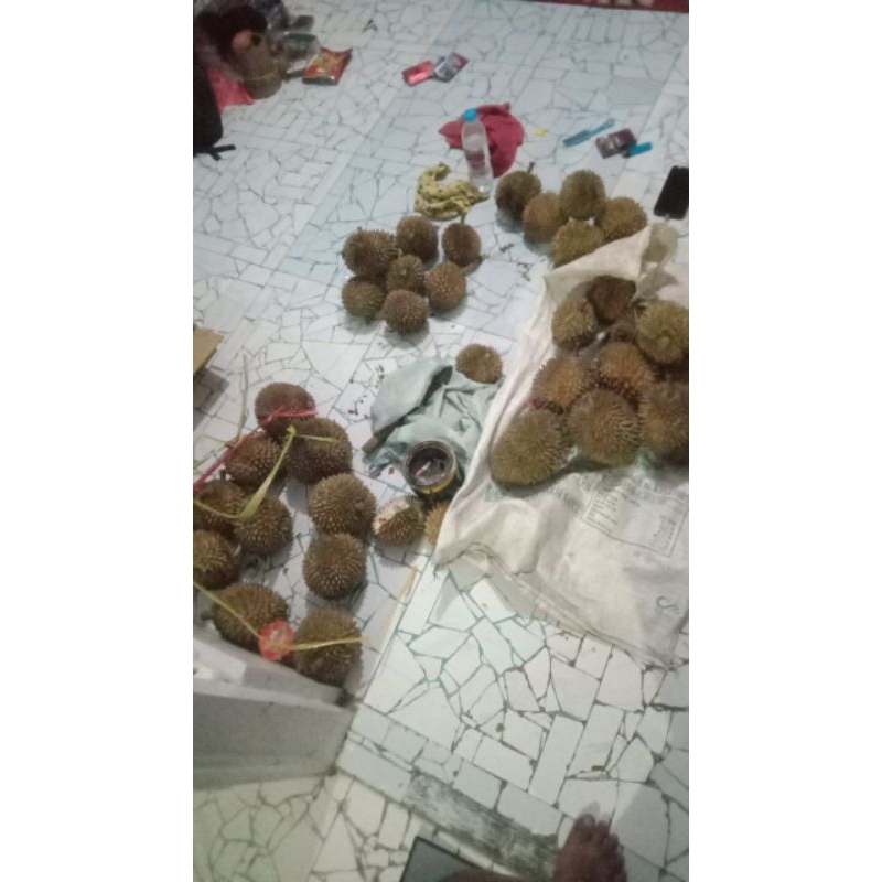 

durian lokal/durian bulat