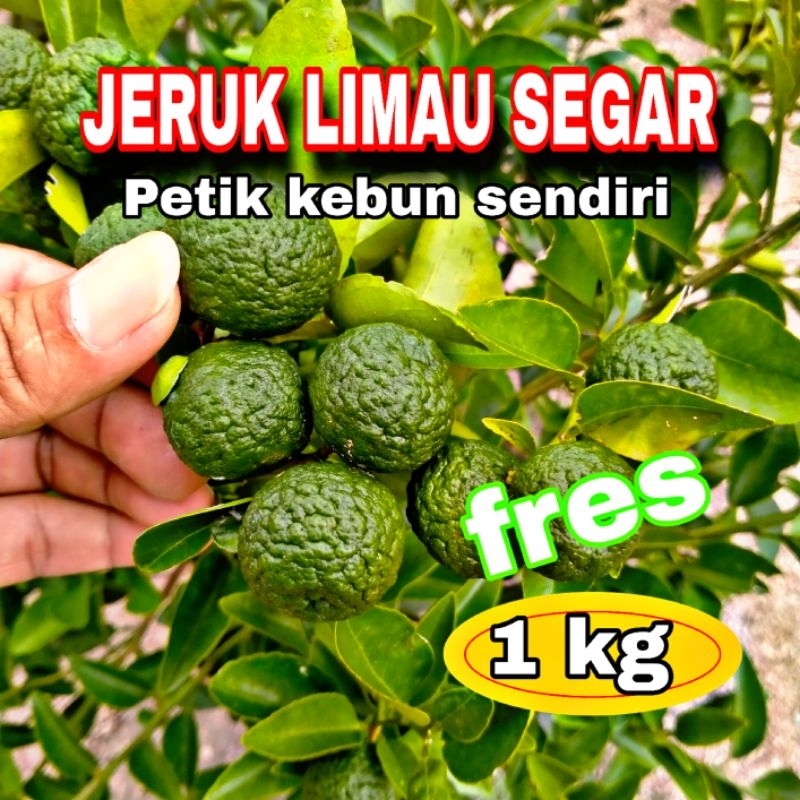 

jeruk limau 1 kg/box petik langsung dari kebun sendiri
