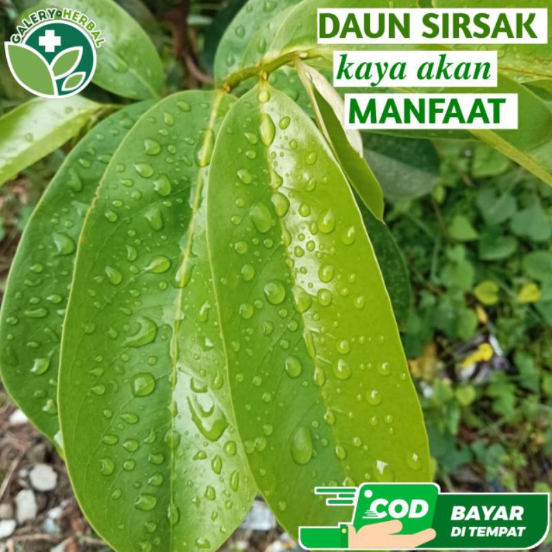 

Daun Sirsak Fresh 200gr Herbal Daun Sirsak Order baru Petik
