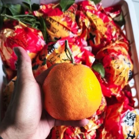 

Buah jeruk dekopon jumbo Yuji manis keranjang 6 kg size XXL