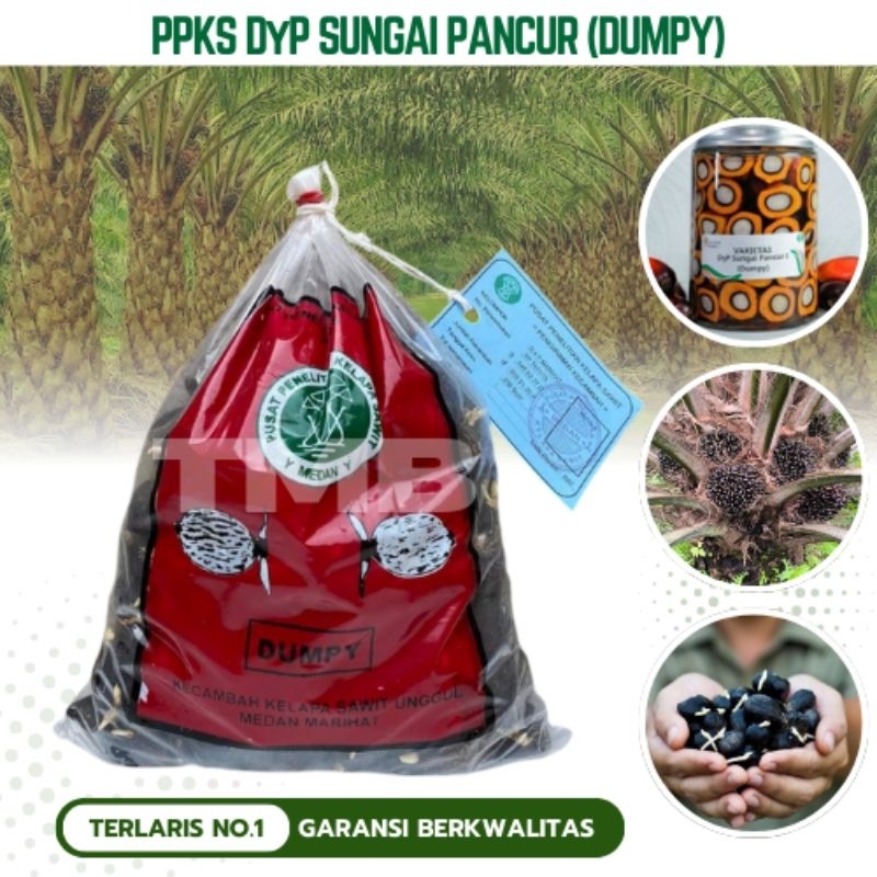 PPKS DYP DUMPY (SUNGAI PANCUR 1) KKS BIBIT KECAMBAH KELAPA SAWIT UNGGUL 250 Butir