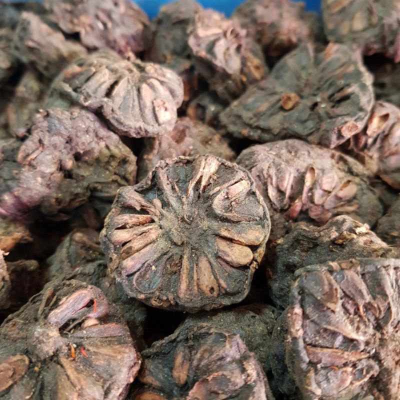 

Mengkudu kering murah 250 gr