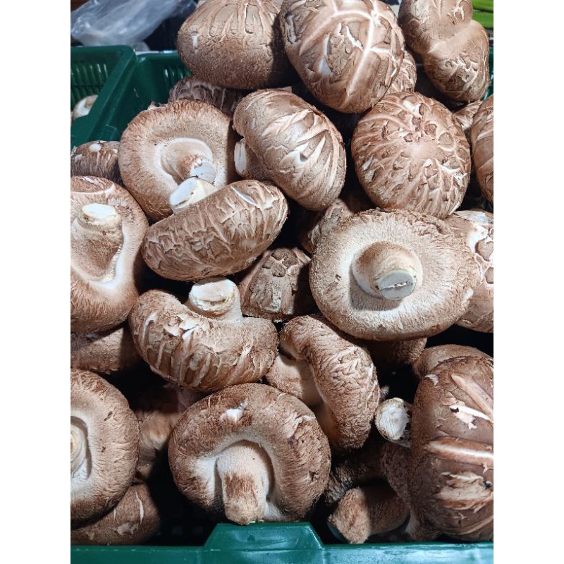 

jamur shintake 1kg