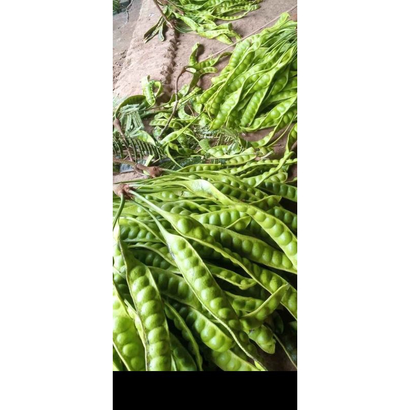 

pete super tua 10 papan bonus 1