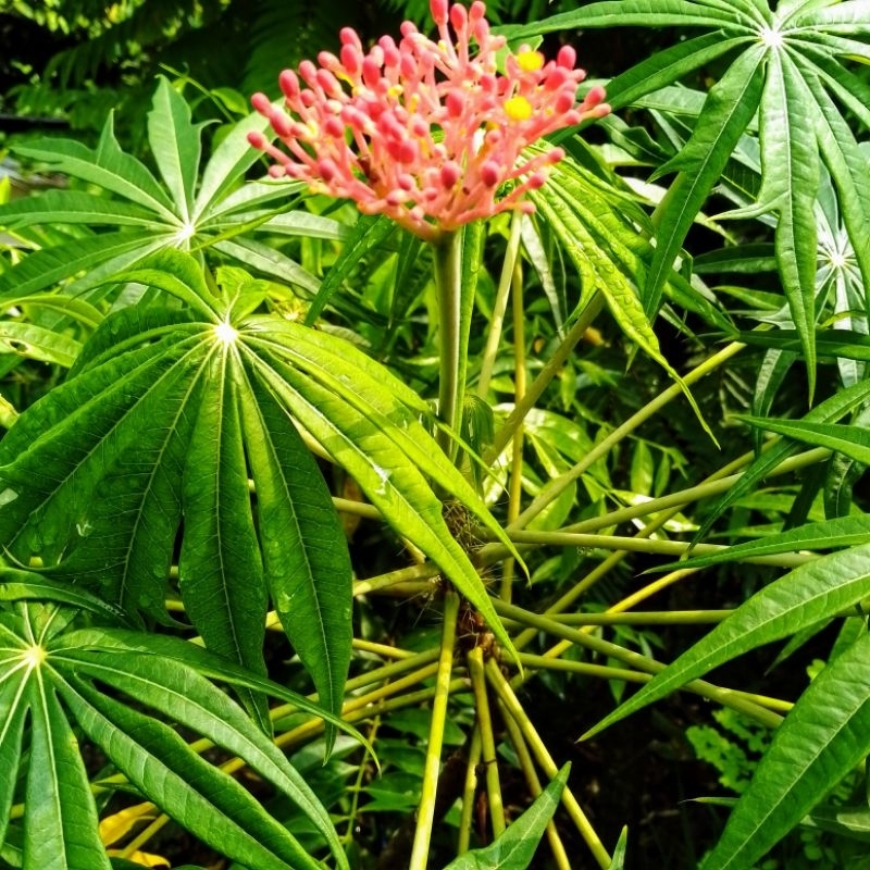 

Tanaman Yodium | Jarak Tintir | Jarak Cina
