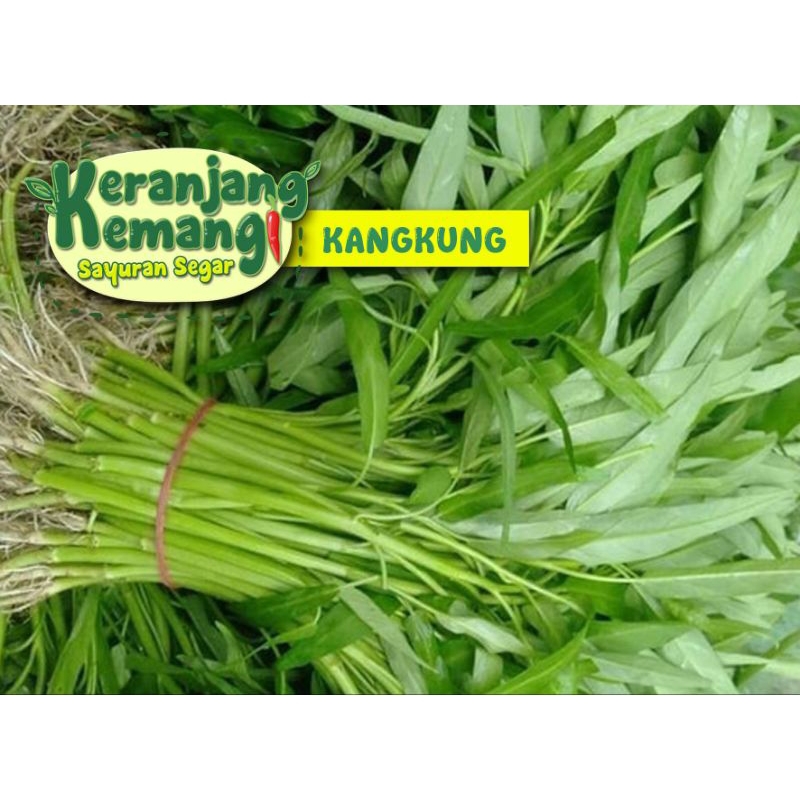 

Kangkung Segar