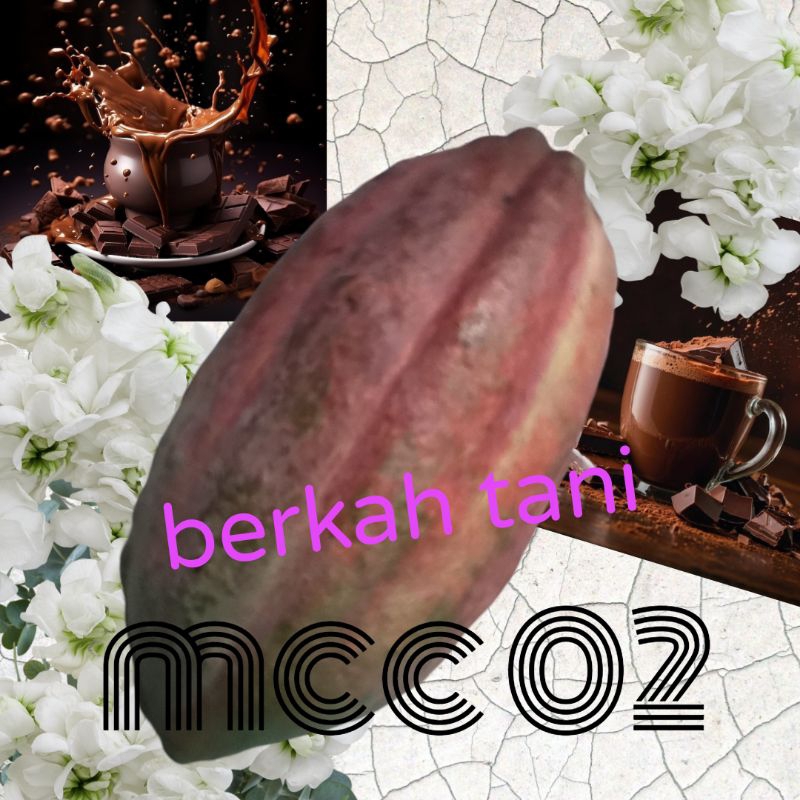 

promo biji kakao mcc 02 isi 250,harga rakyat bergaransi