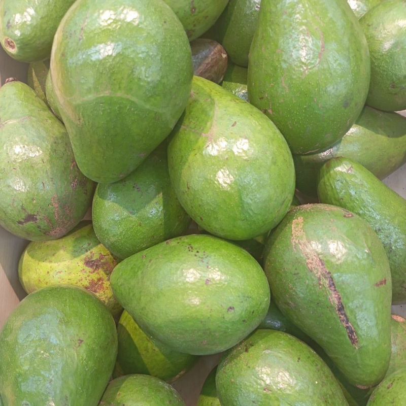 

Alpokat Buah Segar Fresh 1kg