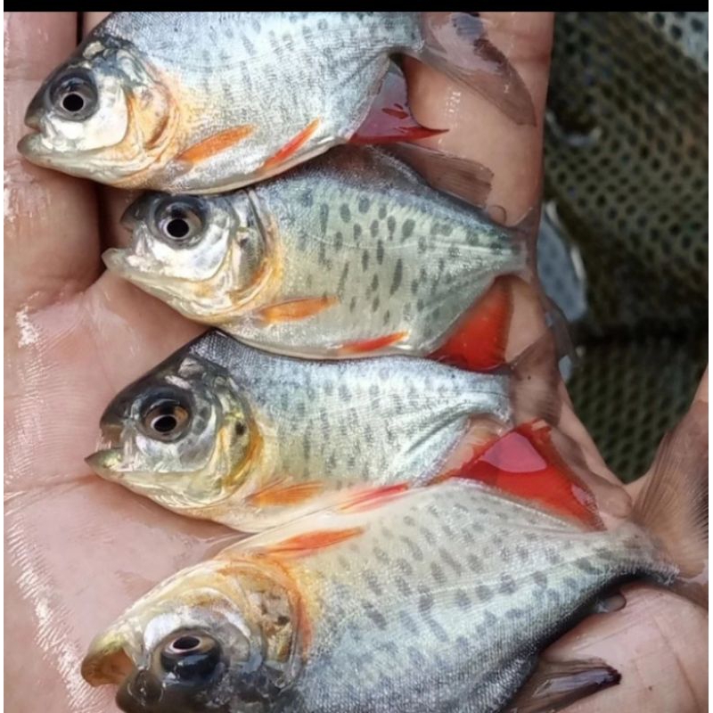 

HIASAN KOLAM/BIBIT BAWAL.