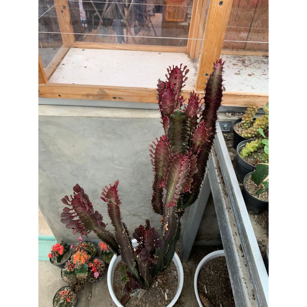 Tanaman Hias Kaktus Euphorbia Trigona