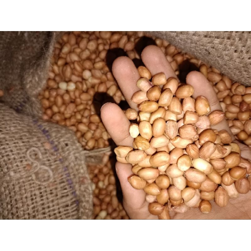 

1 Kg Kacang Tanah Mentah (Ukuran Sedang )