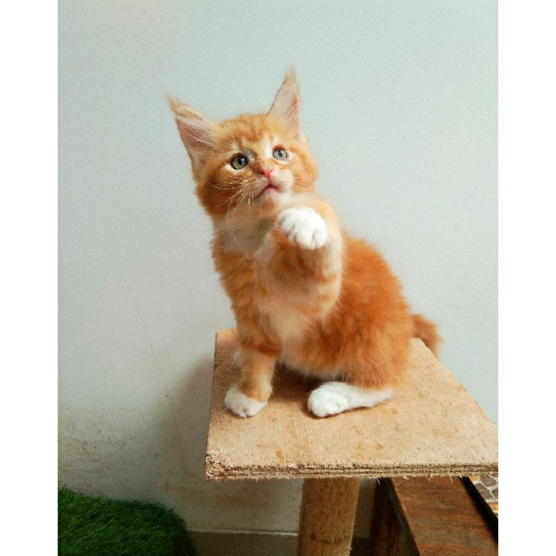 Kucing Kitten MaineCoon Jantan dan Betina Pure Bkn mix. Garansi  keasliannya.