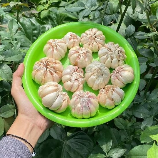 

Bawang putih 1 KG fresh
