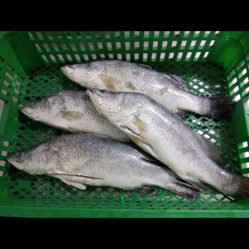

IKAN CUKIL / IKAN BARAMUNDI 500 GRAM BOCIL MART
