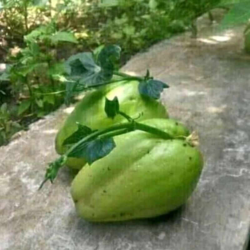 

Bibit labu siam bertunas