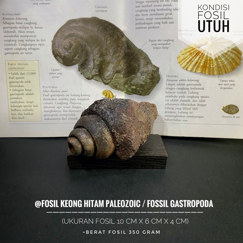 Fosil Keong Hitam Paleozoic Natural B61 atau Fossil Gastropoda atau Fosil Kol Buntet atau Fosil Kera