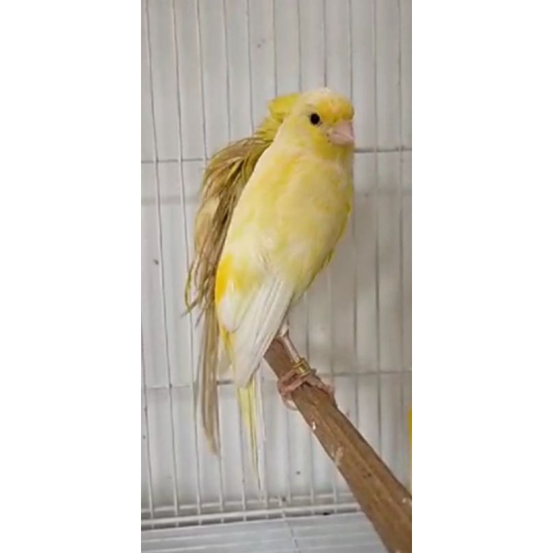 kenari Betina siapan breeding Afs
