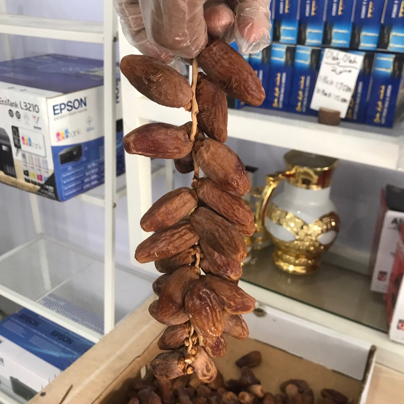 

KURMA TUNIS TANGKAI