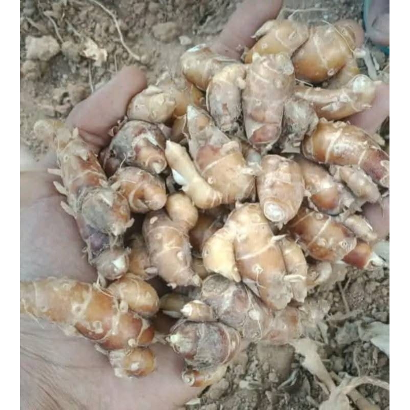 

nwe kencur hasil tani boyolali 1 kg bersih