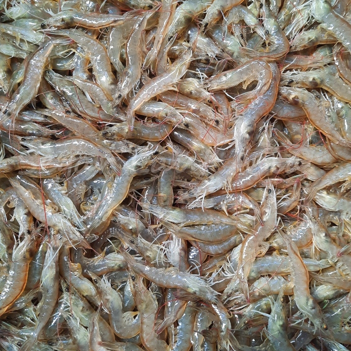 

Udang Vaname Kecil Segar Udang Vaname Baby Seafood Udang Segar 1Kg