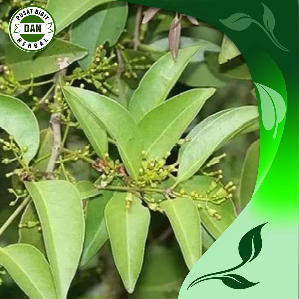 

daun benalu manganeuh segar 100 gram obat herbal alami