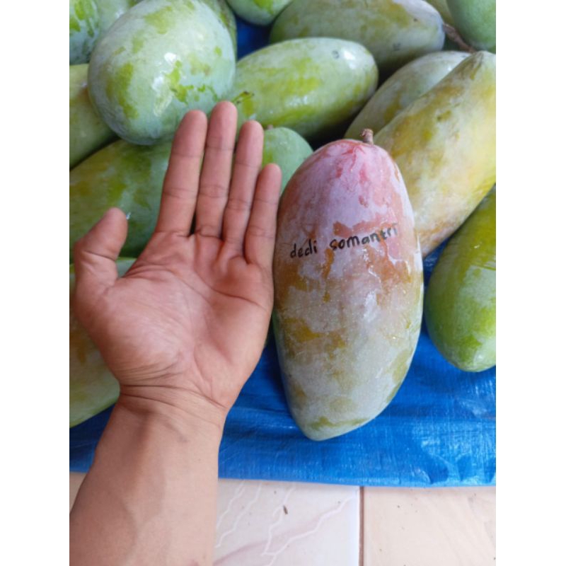 Buah mangga kiojay thailand fres rujakan manisan asinan.