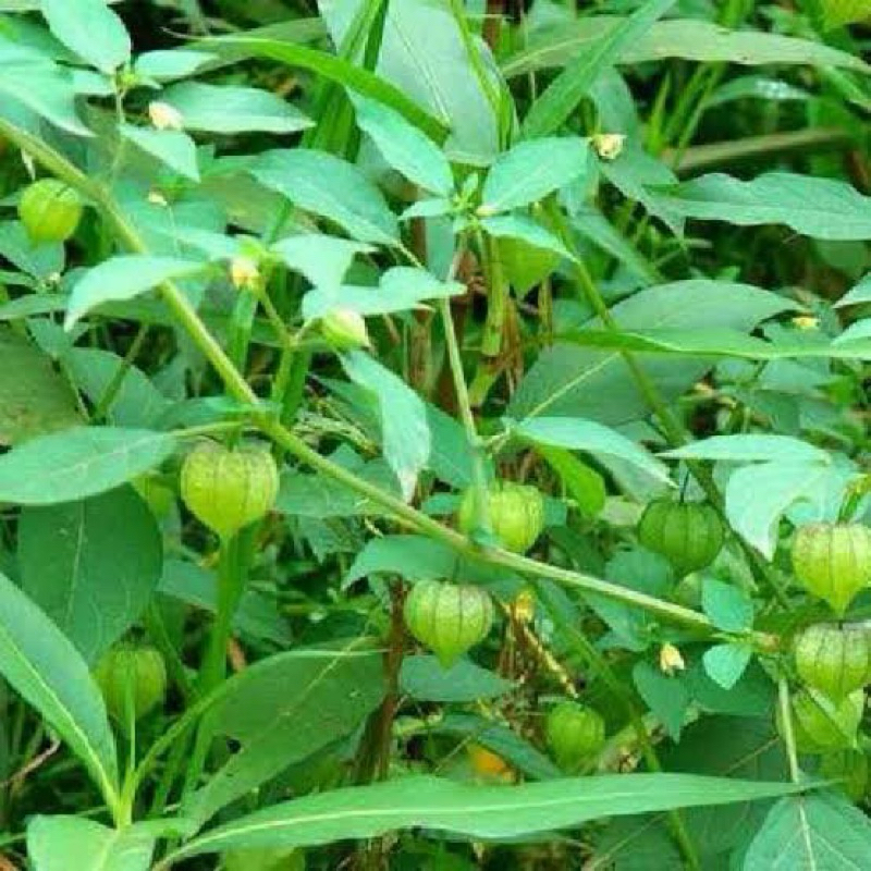 

Daun ciplukan kering 100 grm gratis di yg fresh dikit untuk membuktikan keaslian x