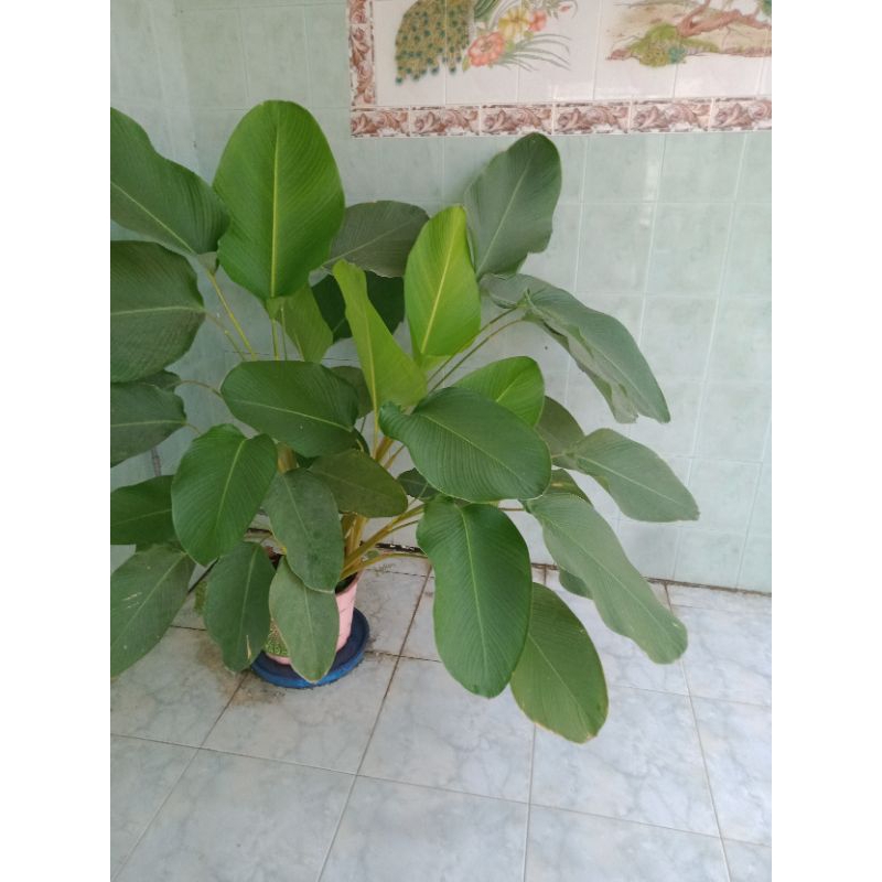 

pisang hias kalatea