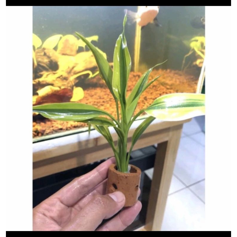 

HIASAN AQUARIUM/TANAMAN SRI REJEKI