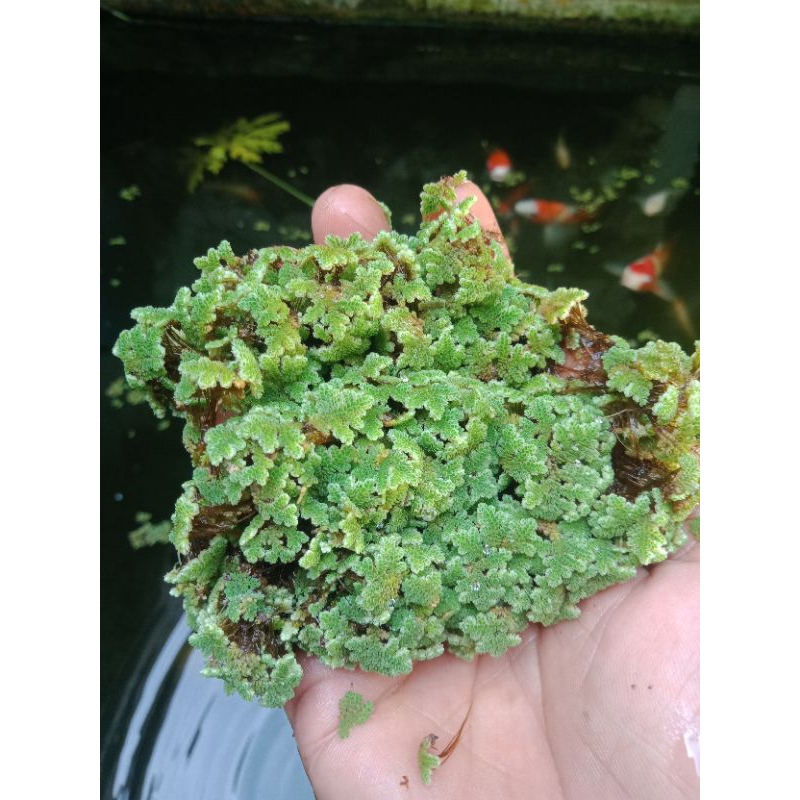 Bibit Azolla 1 kg