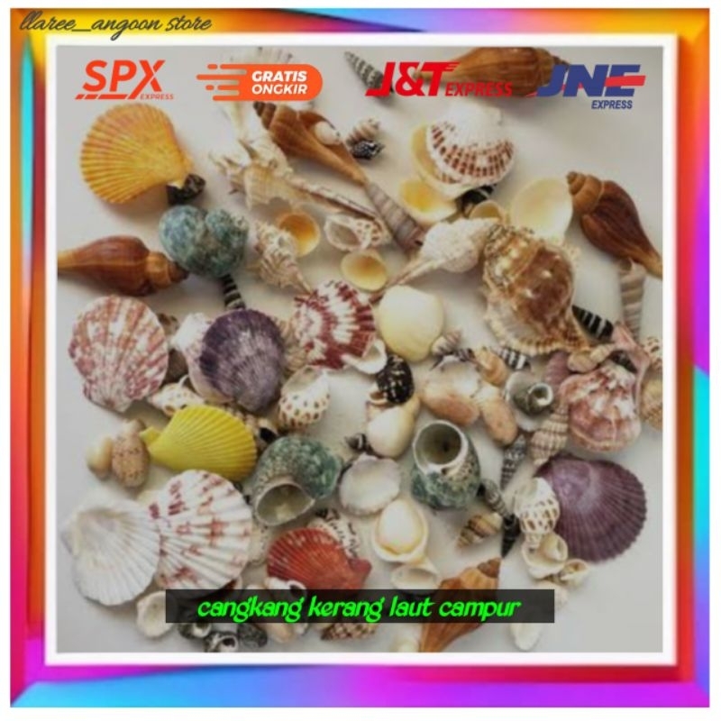 cangkang kerang laut / cangkang kerang laut mix cocok untuk mempercantik kerajian
