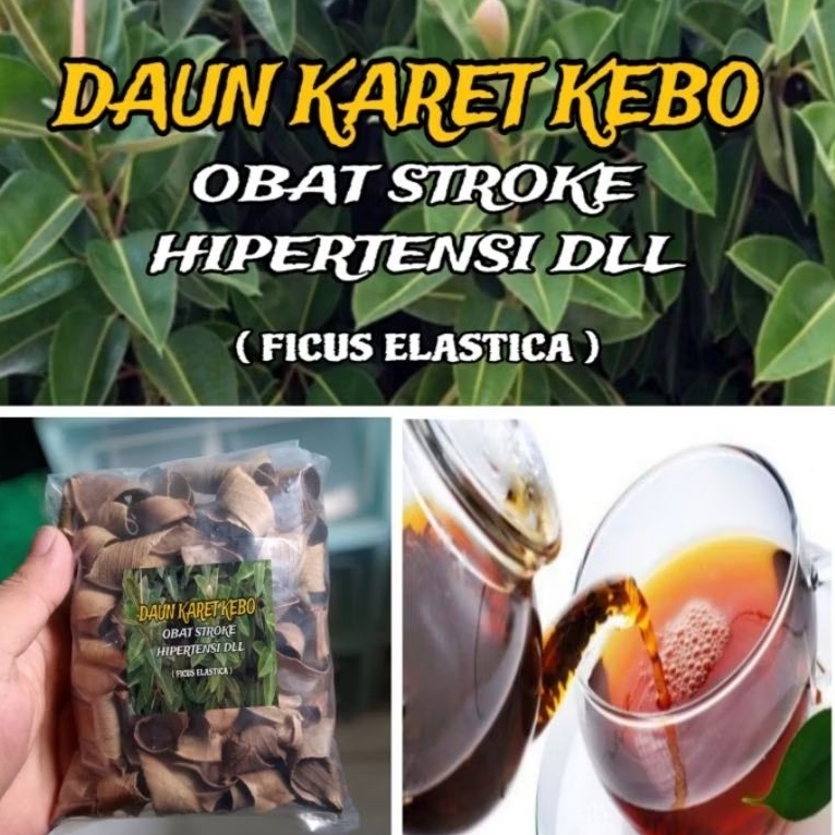 

Daun Karet Kebo Kering Obat Stroke Hipertensi dll
