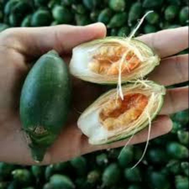 

pinang muda buah pinang muda berkualitas 1kg