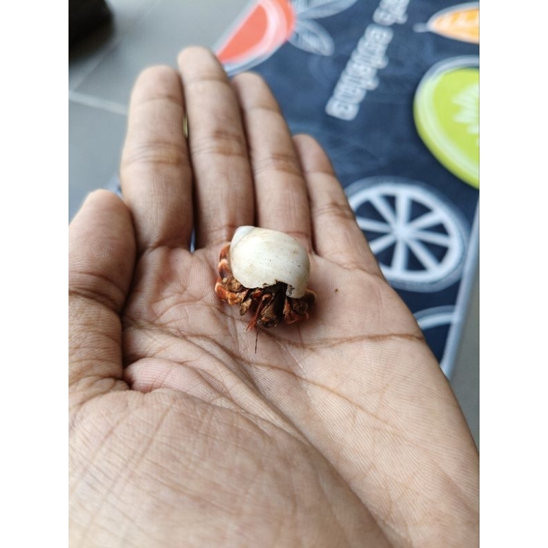 Kelomang Pak Haji Kaki Merah