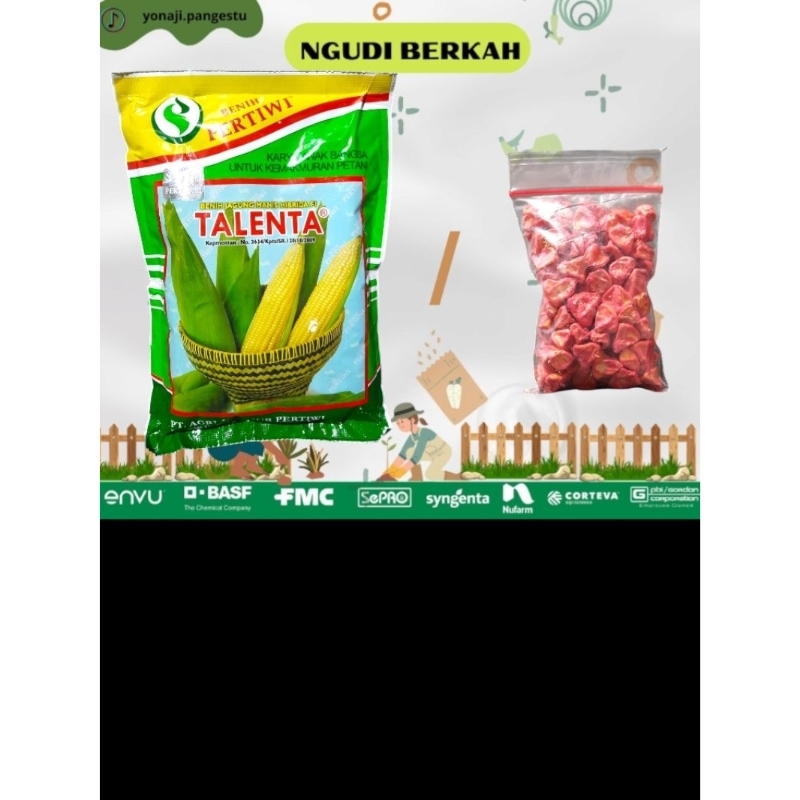 talenta TALENTA benih jagung manis