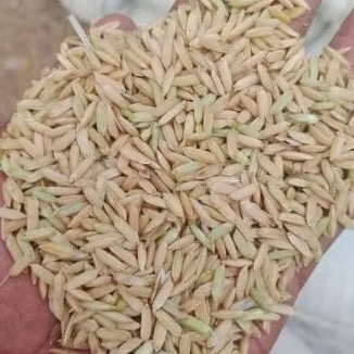 Gabah /Padi pakan ayam jago 1kg