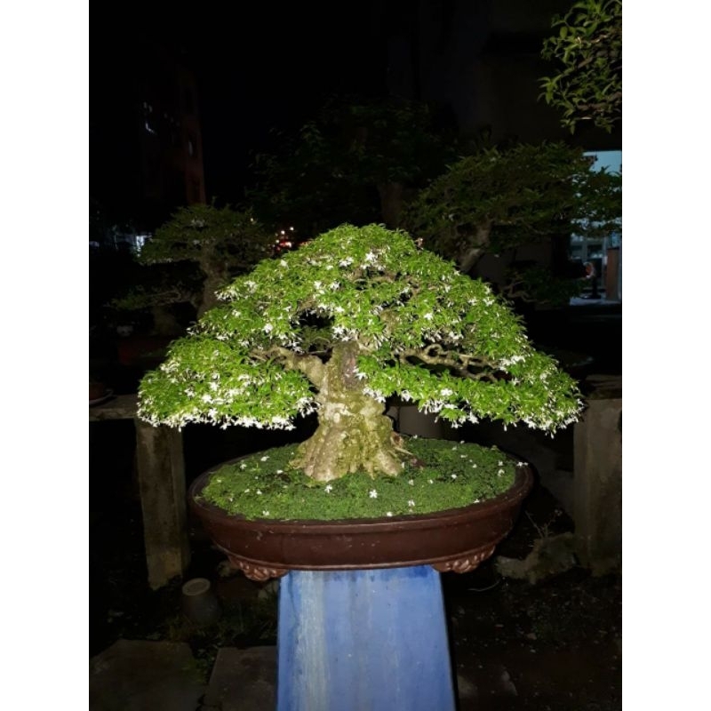 bahan program akar bonsai anting putri